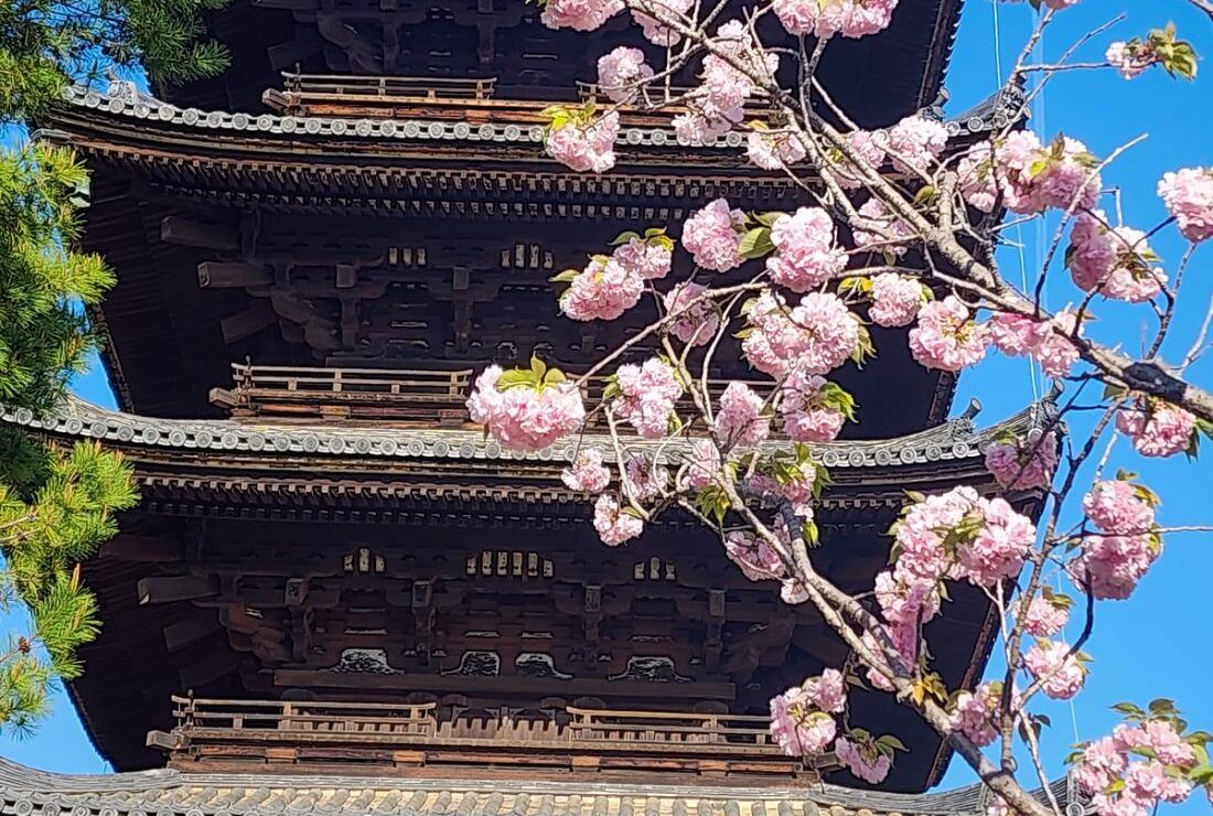 Pagoda among cherry blossom